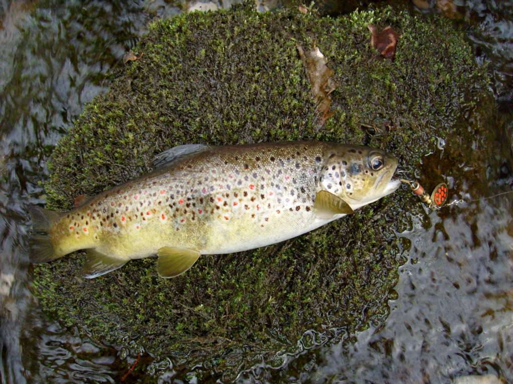 Un bon nylon est recommandé pour pêcher avec une cuiller tournante