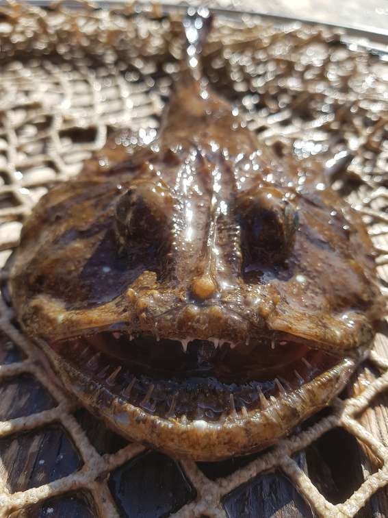 La mâchoire d’une baudroie est ultra dangereuse ! 