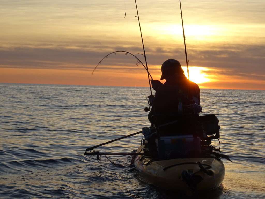 La sériole est un carangidé doté d’une puissance impressionnante !  