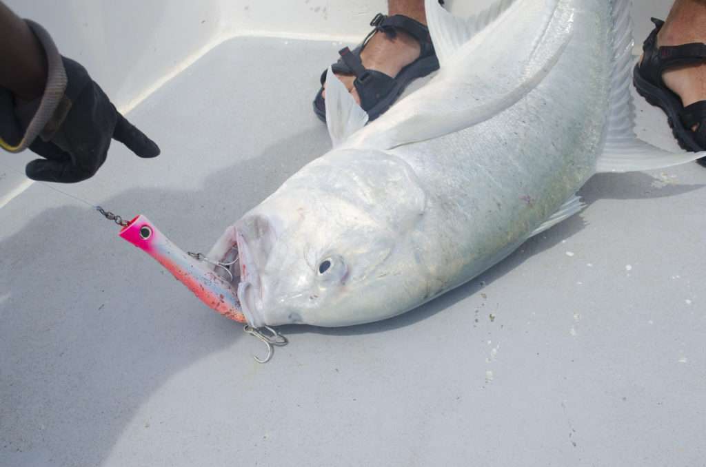 La pince dégorgeoir permet d’avoir les mains éloignée de la puissante mâchoire d’une carangue