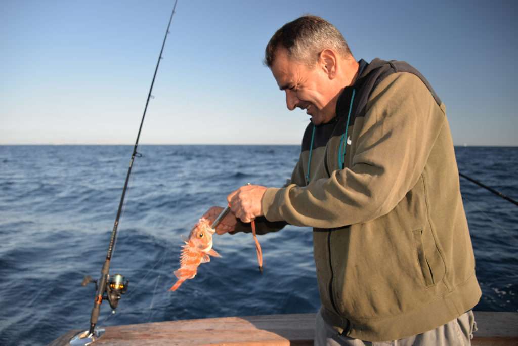Une pince dégorgeoir permet d’ôter l’hameçon en maintenant les mains éloignées des épines venimeuses
