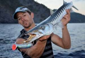 Pêche fun des barracudas méditerranéens au popper !