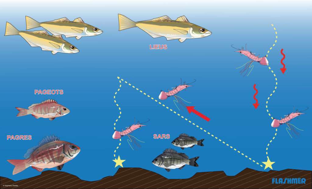Avec la dérive du bateau, le tenya se soulève. En relâchant la ligne, il redescend en vacillant.