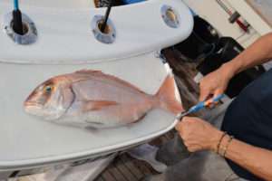 Ciseaux coupe-queues Flashmer : multi-usage et…indispensable !