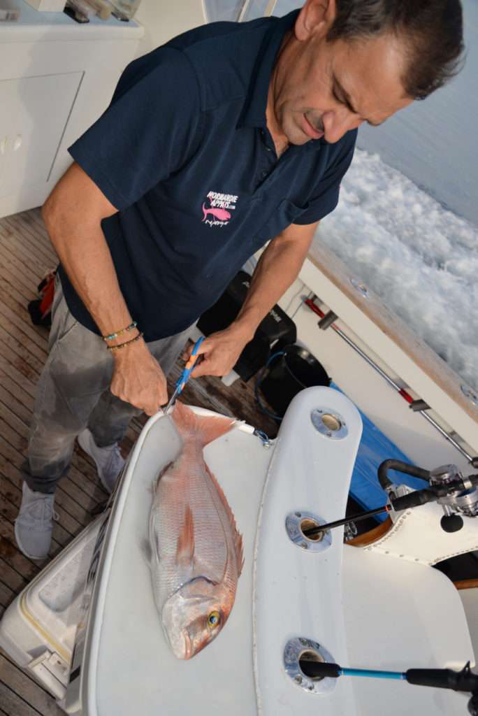 La queue de ce beau pagre pris au kabura est coupée conformément à la législation