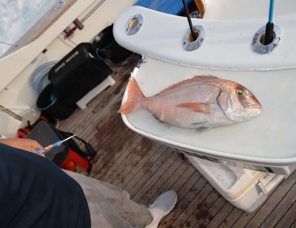 La queue de ce beau pagre pris au kabura est coupée conformément à la législation