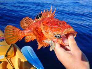 Explorer Shallow : le tenya ultra planant !