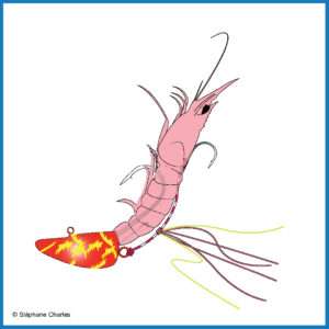 Crevette installée sur son tenya Explorer Shallow Explorer Tackle 