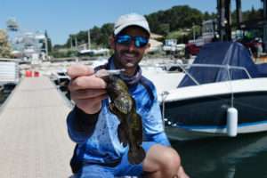 Rockfishing au Crappie Dapper Bass Assassin