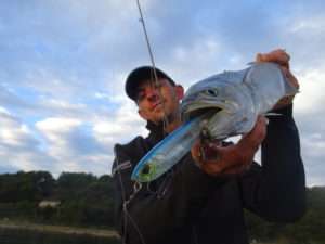 Tassergals au stickbait 3DB Pencil Yo-Zuri