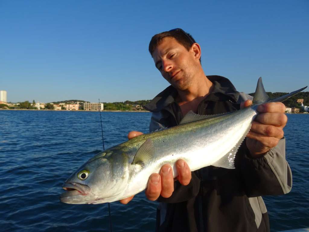 Ce tassergal n’a pas résisté à un 3DB Pencil bien manié