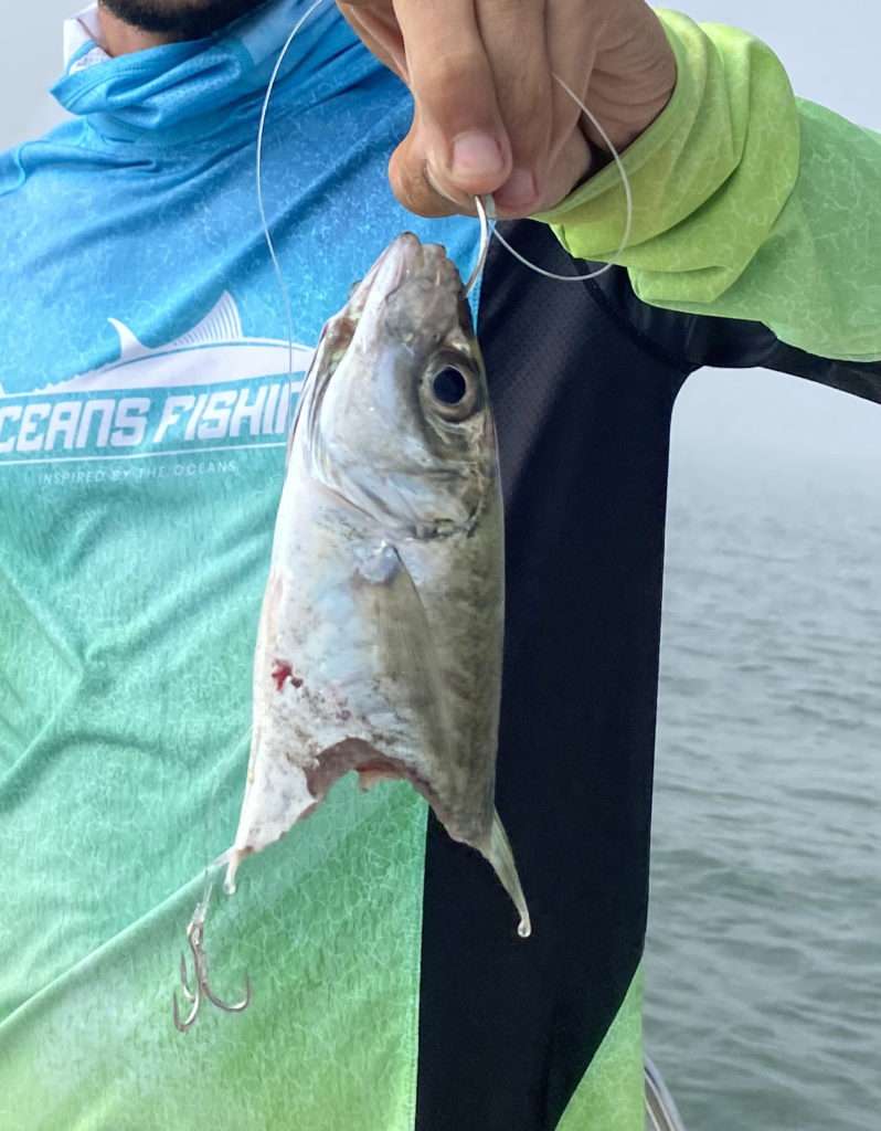 Vif de 50 cm coupé en deux par la terrible dentition d’un tassergal ! 