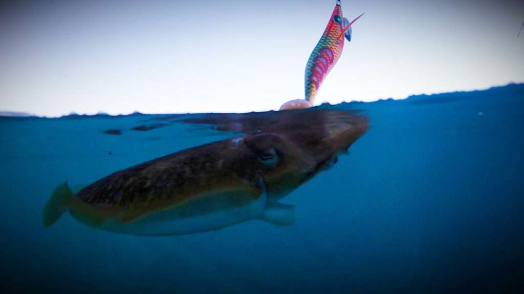 Belle seiche prise avec une Aurie-Q Search Double Glow Yo-Zuri ! 