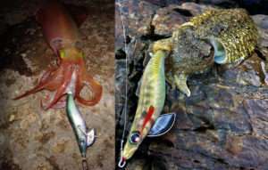 Eging : ciblez seiches ou calamars !