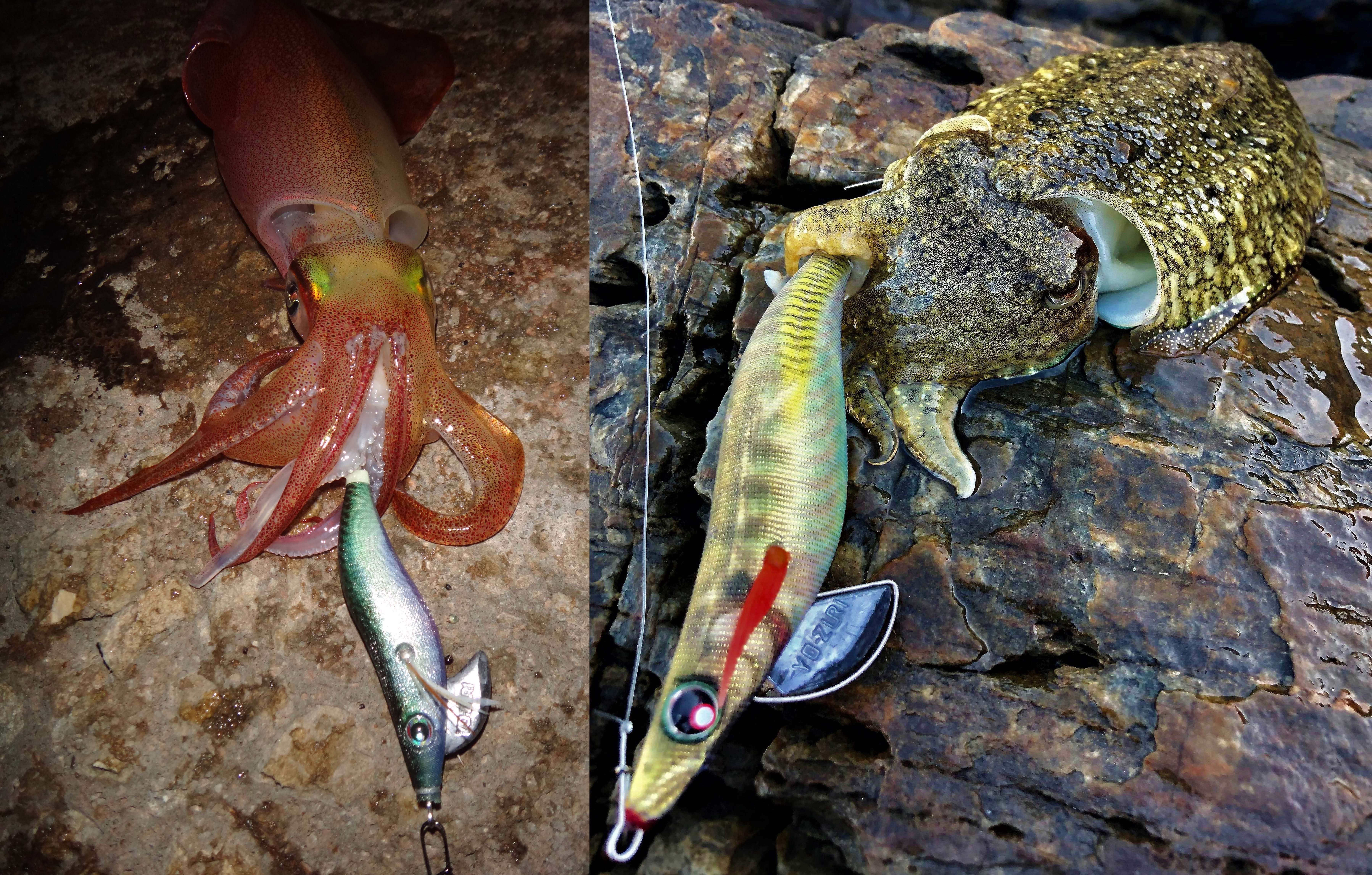 Eging : ciblez seiches ou calamars !