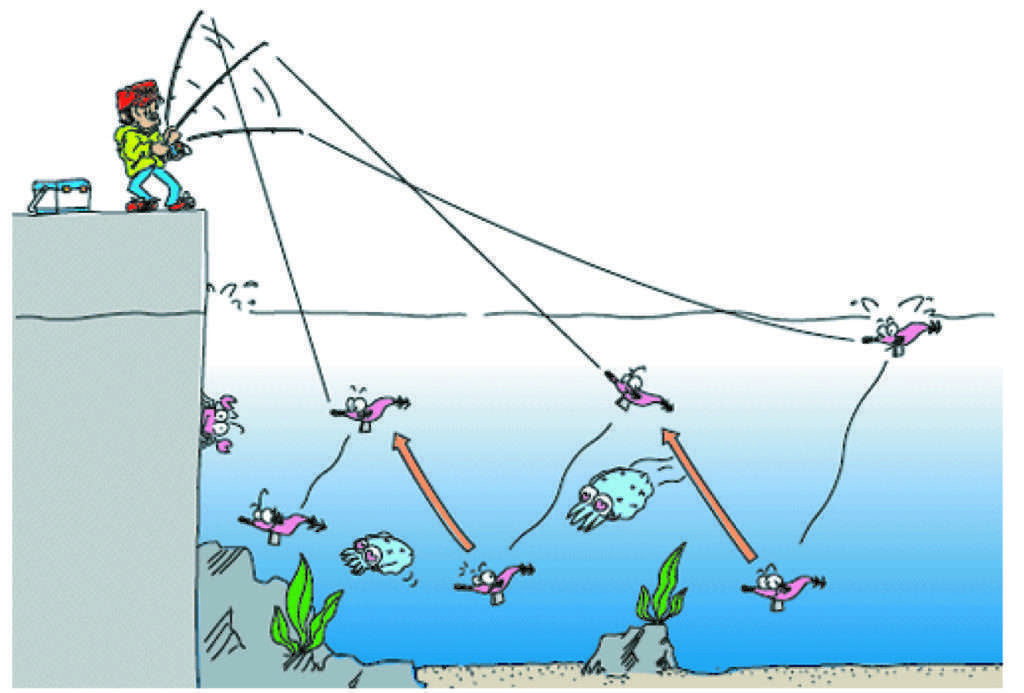 Les seiches seront principalement recherchées prés du fond