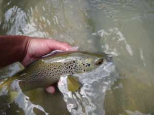 Assist Truite Explorer Tackle : spécial no-kill !