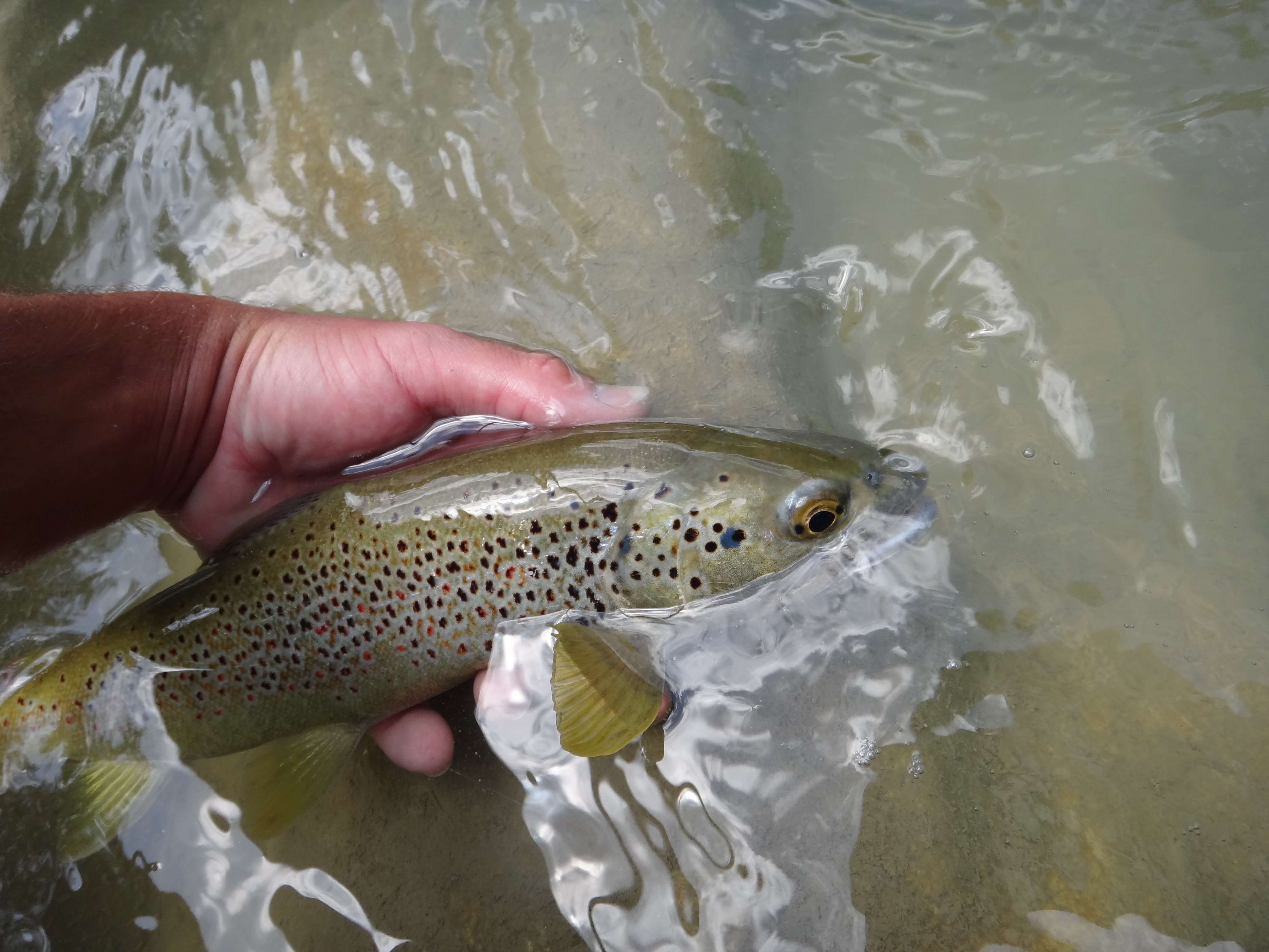 Assist Truite Explorer Tackle : spécial no-kill !