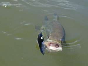 Stickbait Puppy Heddon : le bonbon à bass !