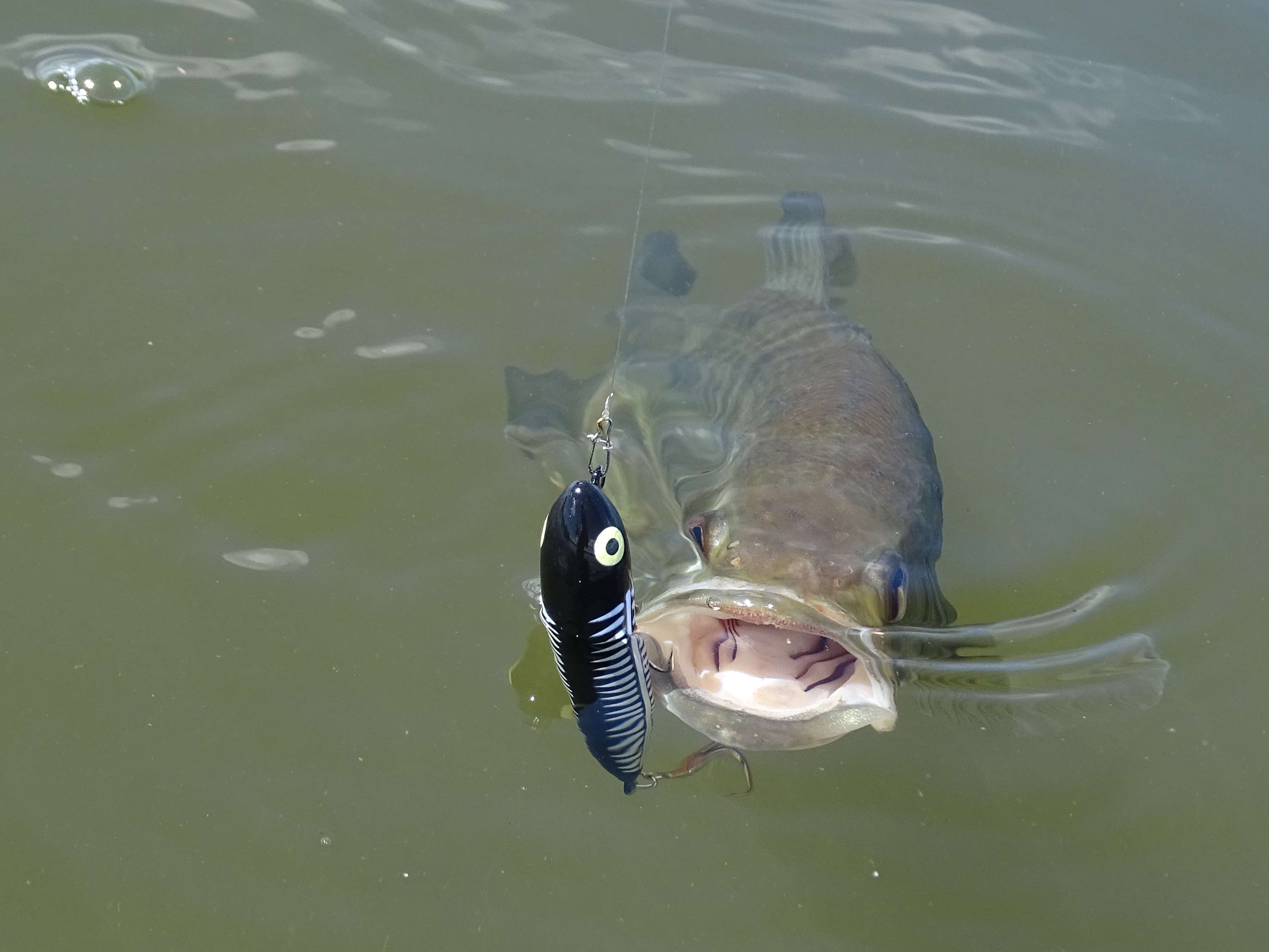 Stickbait Puppy Heddon : le bonbon à bass !