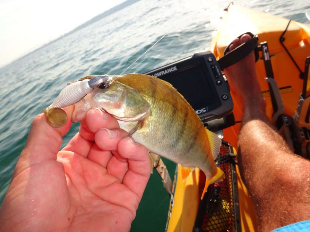 Encore une perche prise au Grubster Lunker City