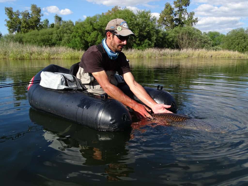 Etienne et Colin libèrent bien sur systématiquement les carpes prises à la craw ! 