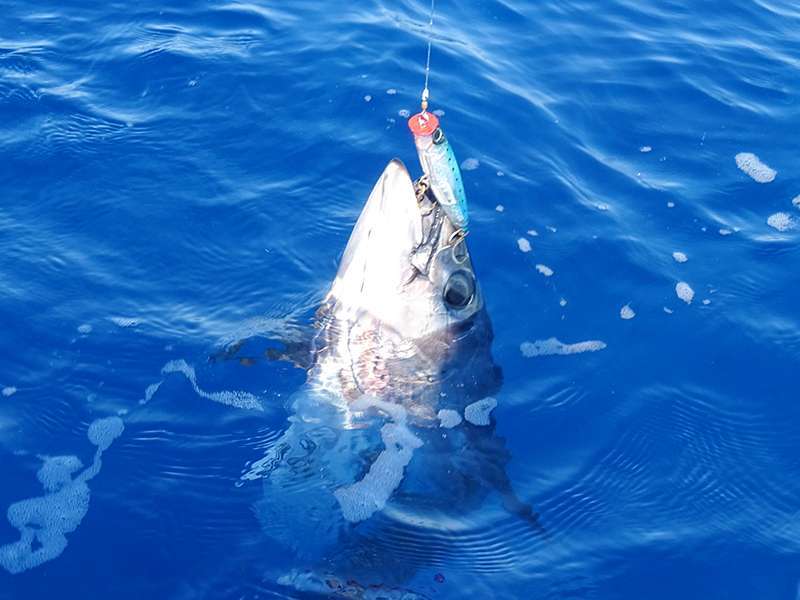 3D Popper : spécial thons difficiles ! 