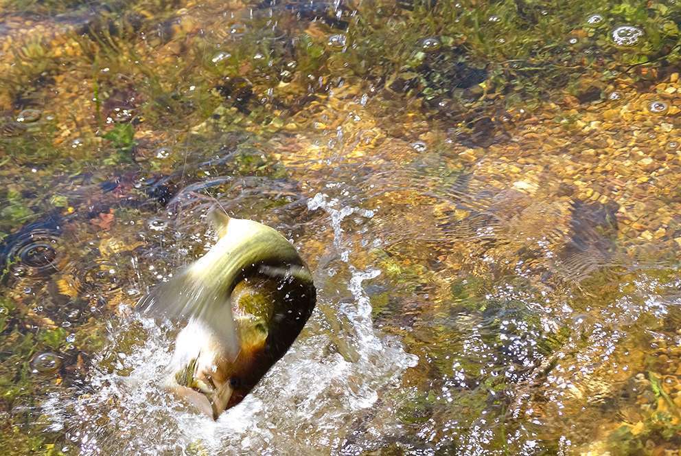 Le spinnerbait est un excellent leurre pour le bass ! 