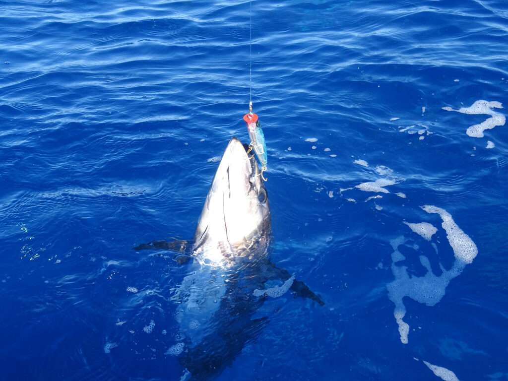 Thon pris au 3D Popper Yo-Zuri et aussitôt libéré