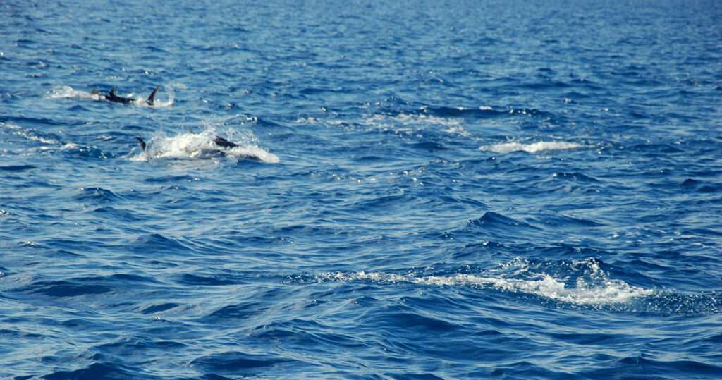 Chasse de thons rouges !