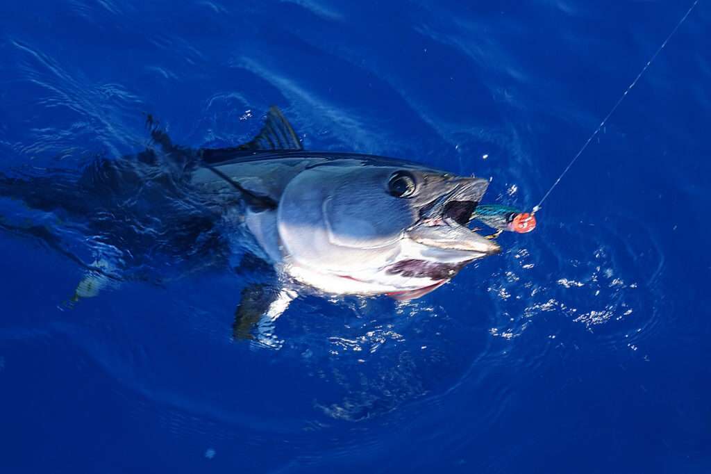 Thon pris au 3D Popper Yo-Zuri et aussitôt libéré