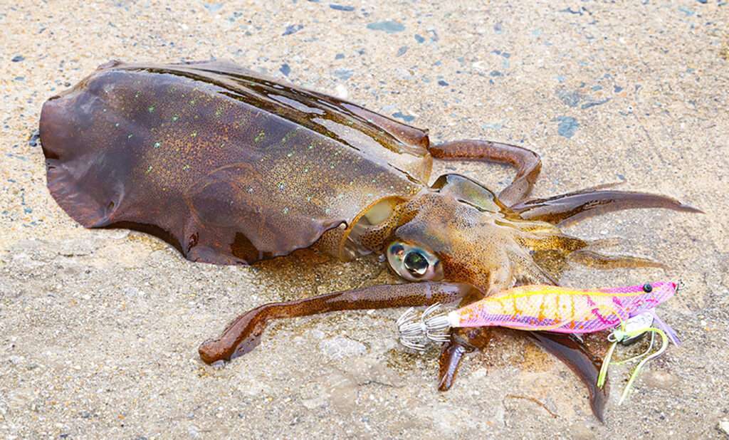 Grâce à son profil spécifique, l’Egi Ebi-Q Yo-Zuri jerke en 3D au moindre twitch