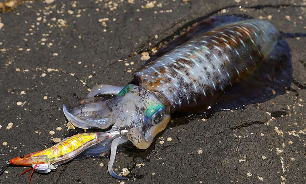 L'Egi Ebi-Q Yo-Zuri est hyper efficace !