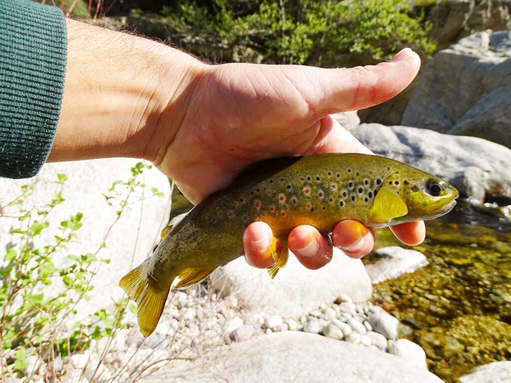 Hardcore Trout Heavy Flat Duel : une nage hyper efficace !