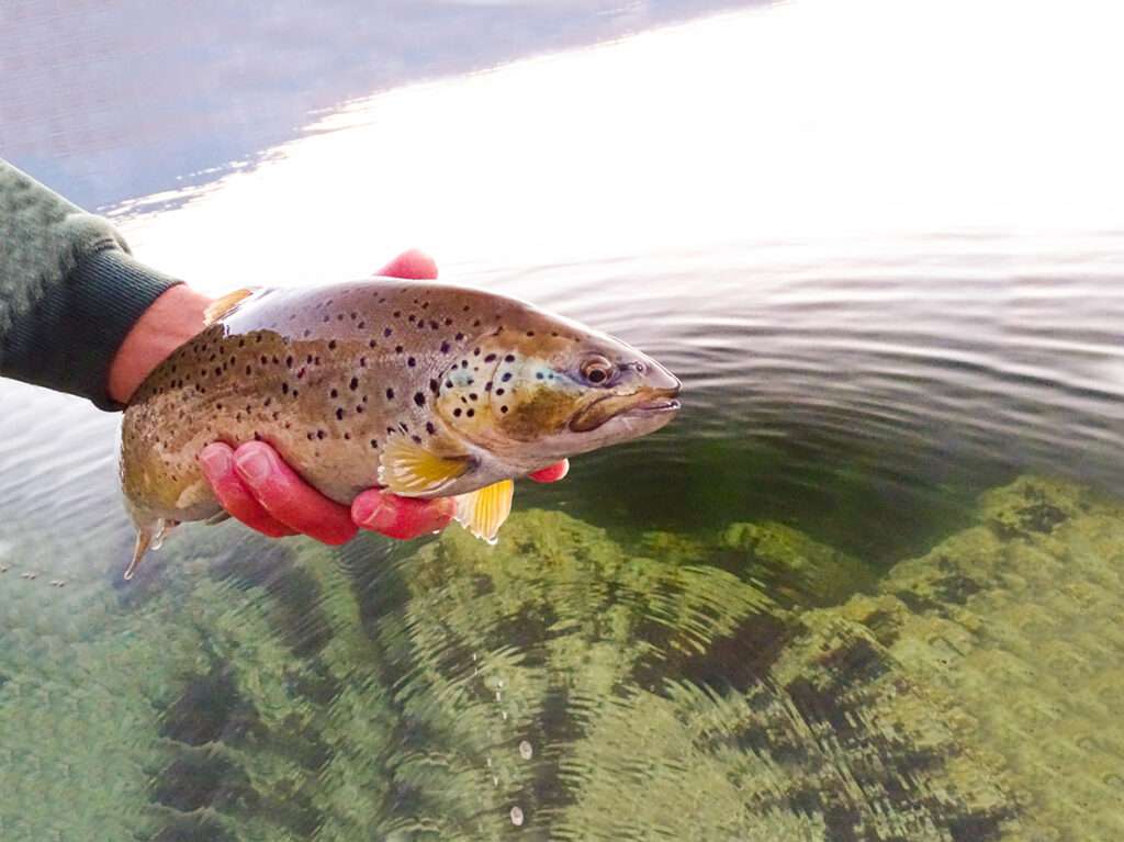 Hardcore Trout Heavy Flat Duel : 3 tailles pour toutes les situations