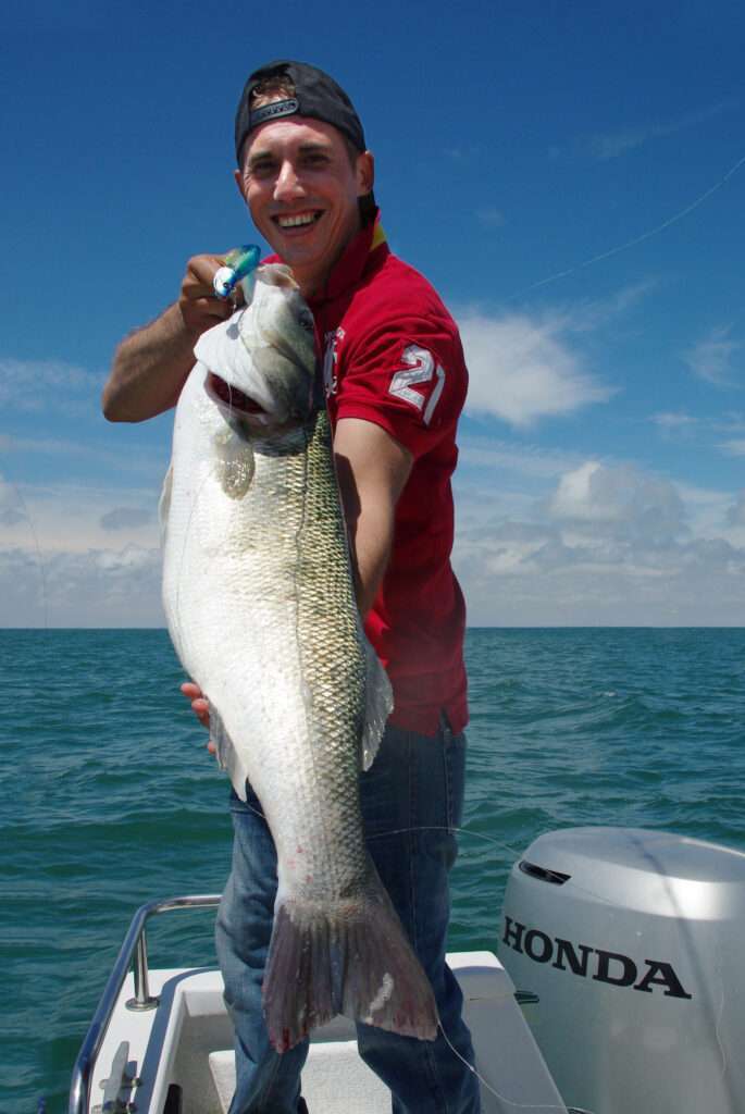 Magnifique bar de 7.1 kg pris en traction au Blue Shad Flashmer ! 