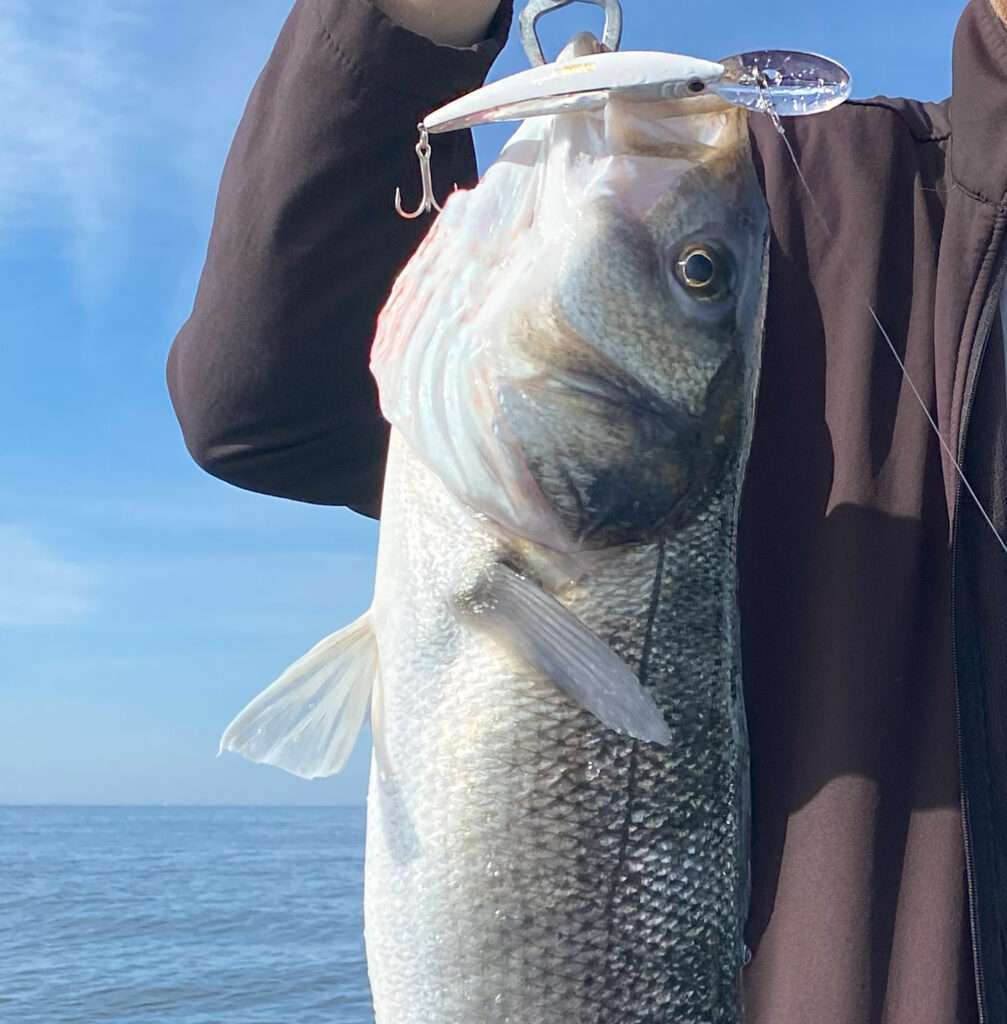 Joli bar pris à mi-eau au Crystal Minnow DD 