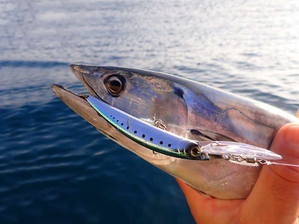 Le Crystal Minnow DD est un aimant à bonites ! 