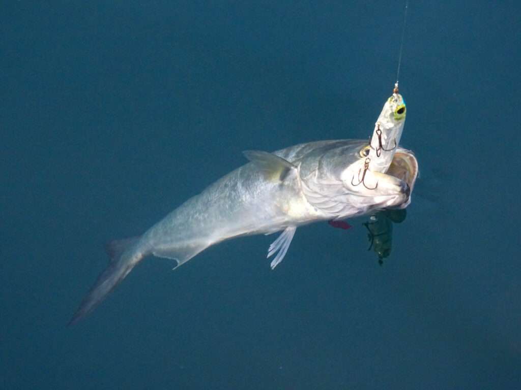 Beau tassergal pris au 3DB Pencil Yo-Zuri