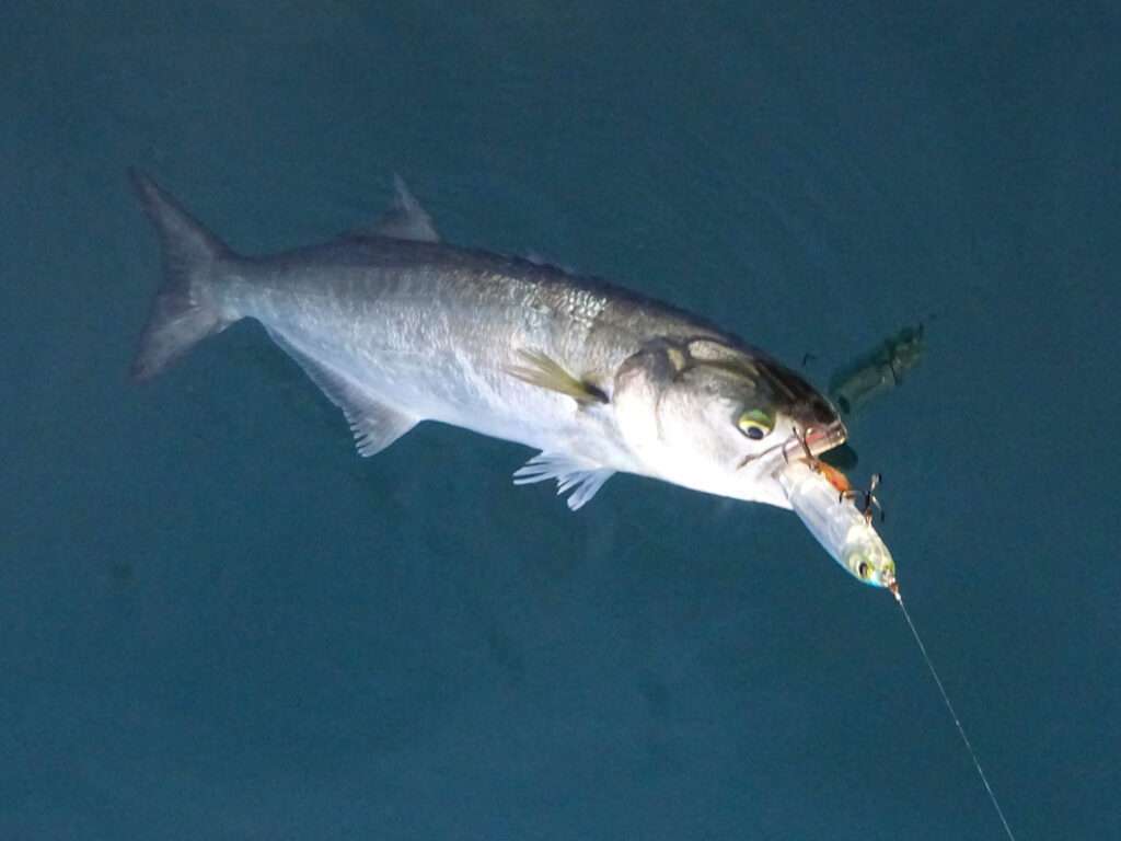 Beau tassergal pris au 3DB Pencil Yo-Zuri